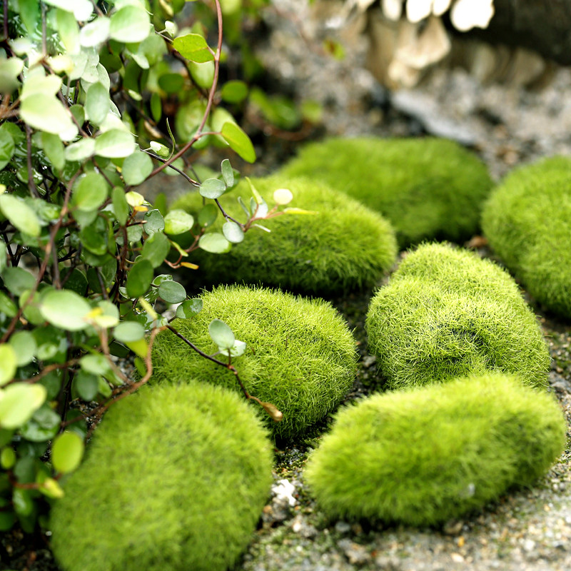 Terrarium Moss Art - Plantes de mousse d'herbe artificielle verte,